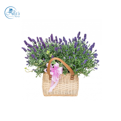 Hoa Lavender Tươi Giá Rẻ