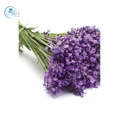 Hoa Lavender Tươi Giá Rẻ 